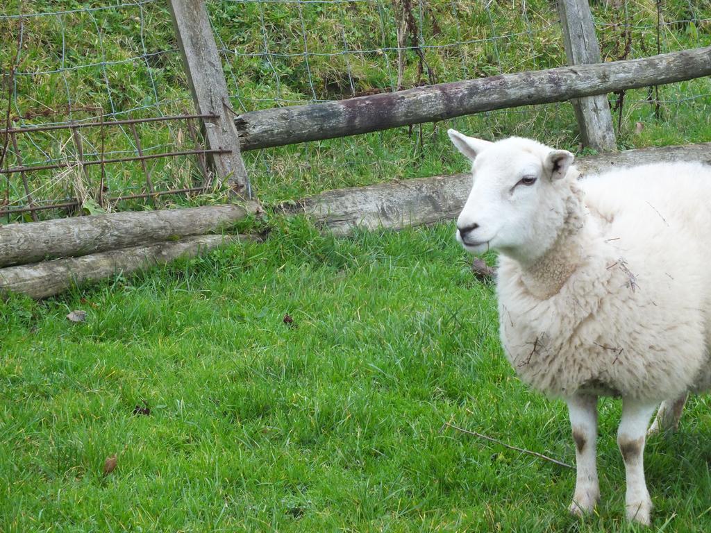 Clyne Farm Centre Villa The Mumbles Luaran gambar